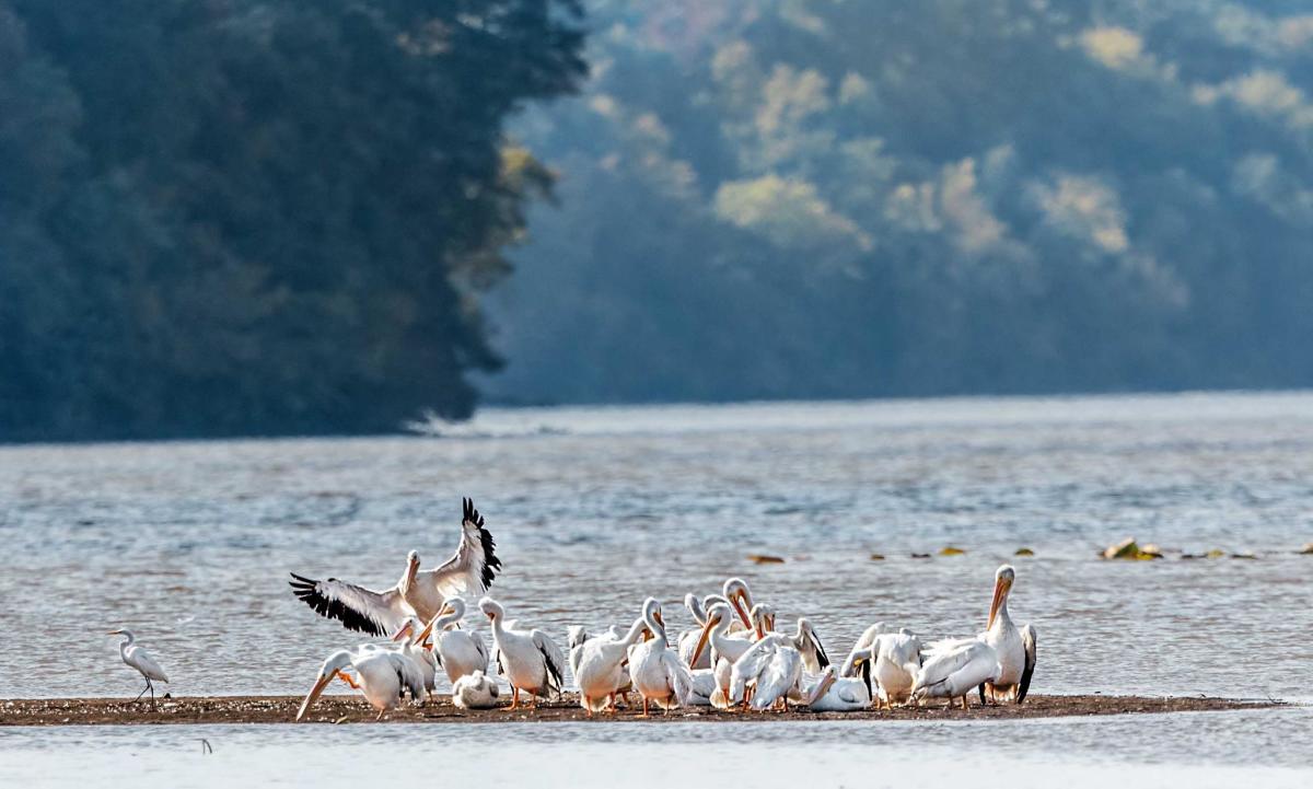 wheeler wildlife refuge