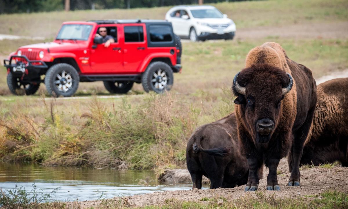 Person Watching Bison at Wildlife Safari Park in Omaha