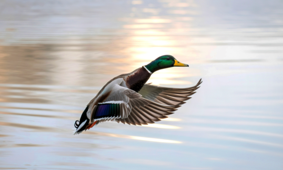 A mallard duck with a vibrant green head in flight over calm, rippling water at sunset, wings spread wide. The scene conveys movement and tranquillity.
