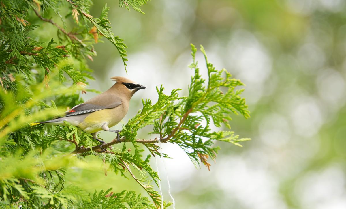 Cedar Waxwing