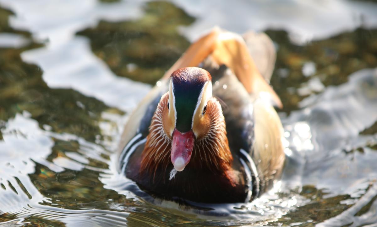 Mandarin close up