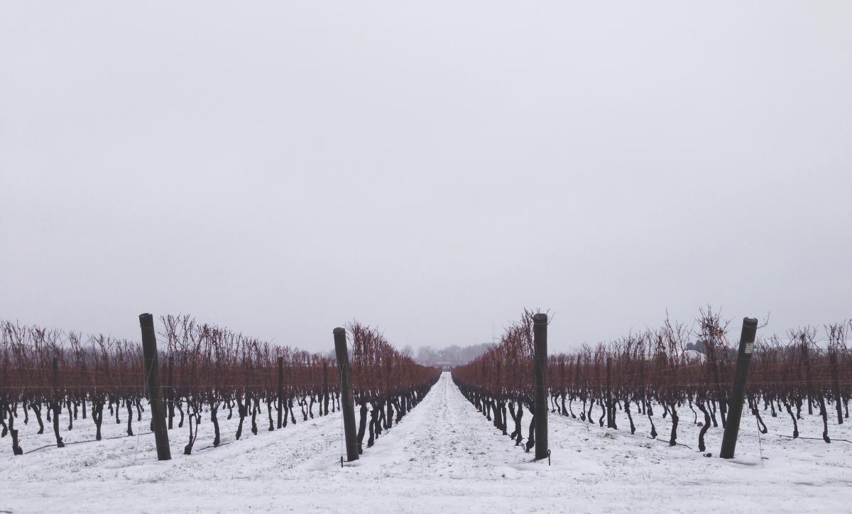 newport vineyards snow show