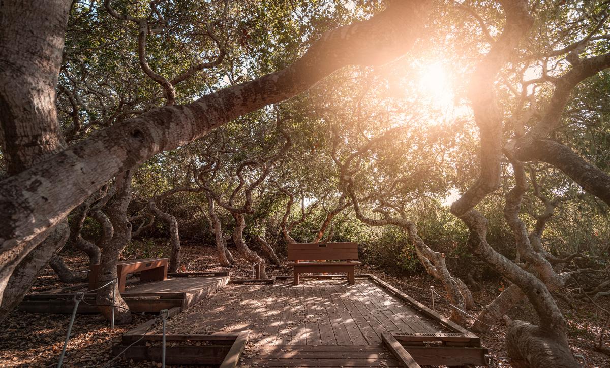 a bench hidden under the branches of trees in the Elfin Forest in Baywood-Los Osos