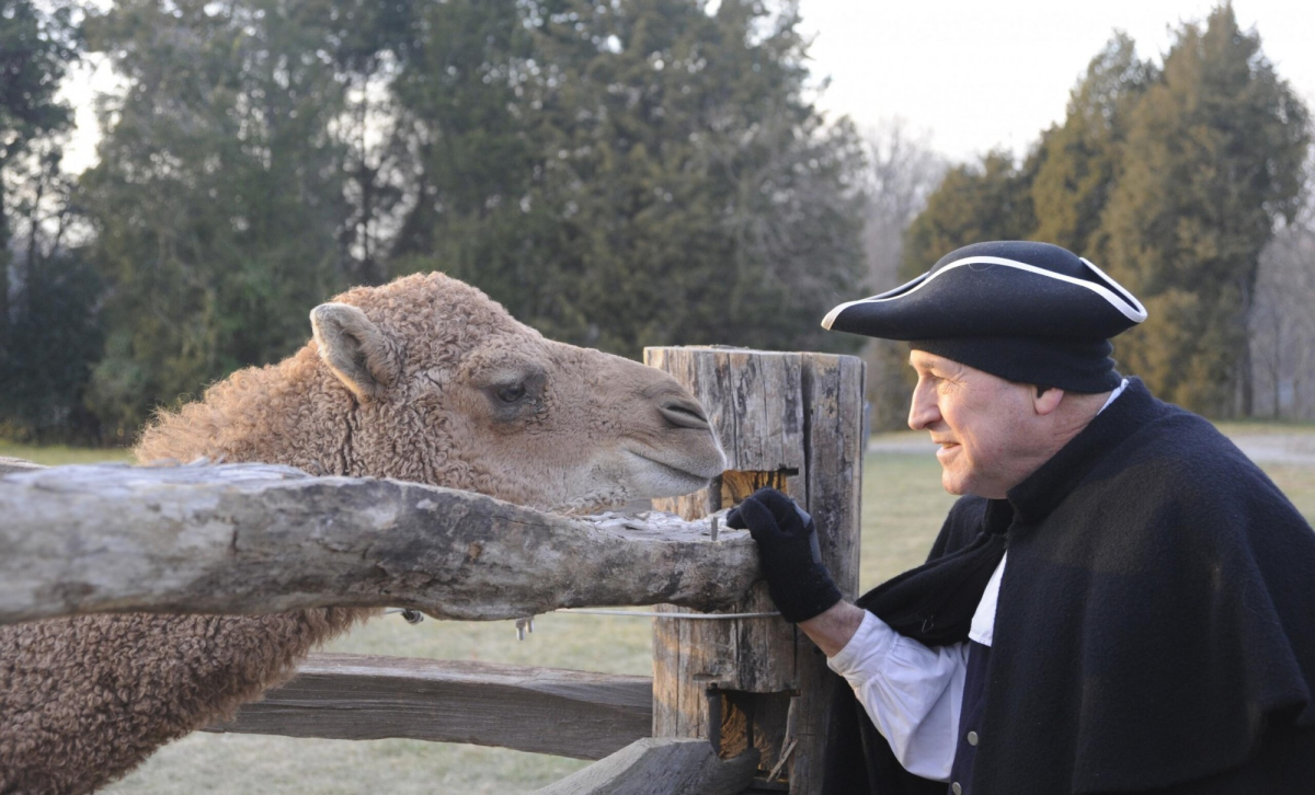 Alladin the Camel Mount Vernon