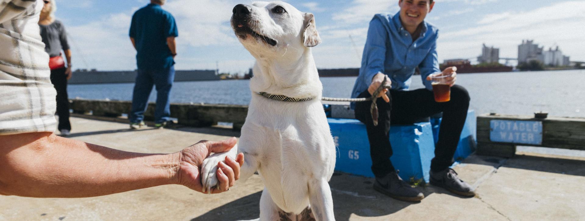 Pet Friendly Dining In Tampa Bay Visit Tampa Bay