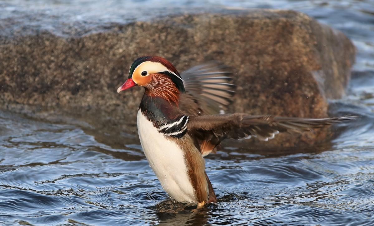 Mandarin duck stretching wings