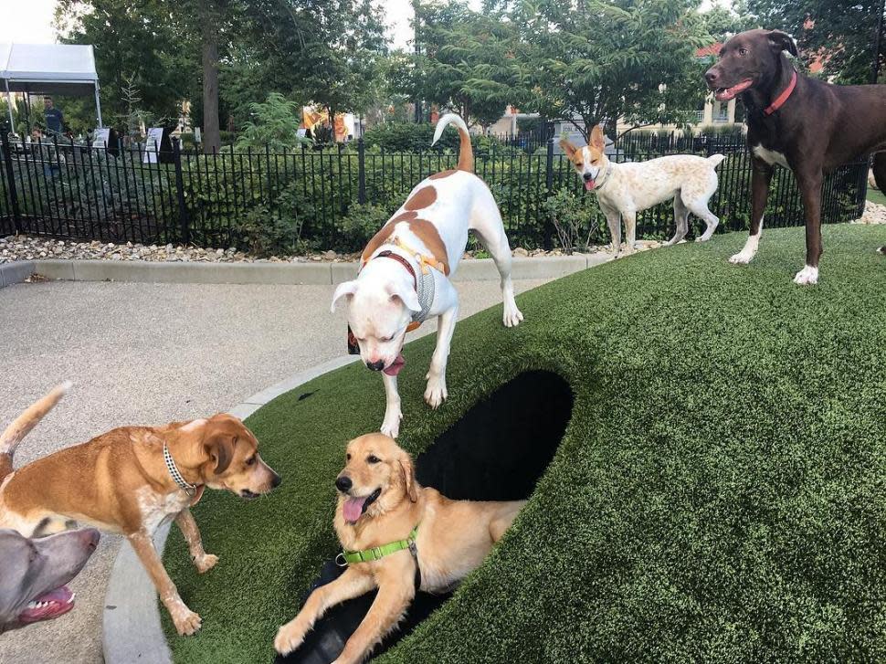 Dog park at Washington Park (photo: @yenx)