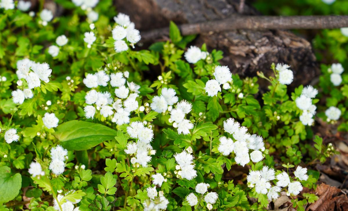 White Fringed Phacelia