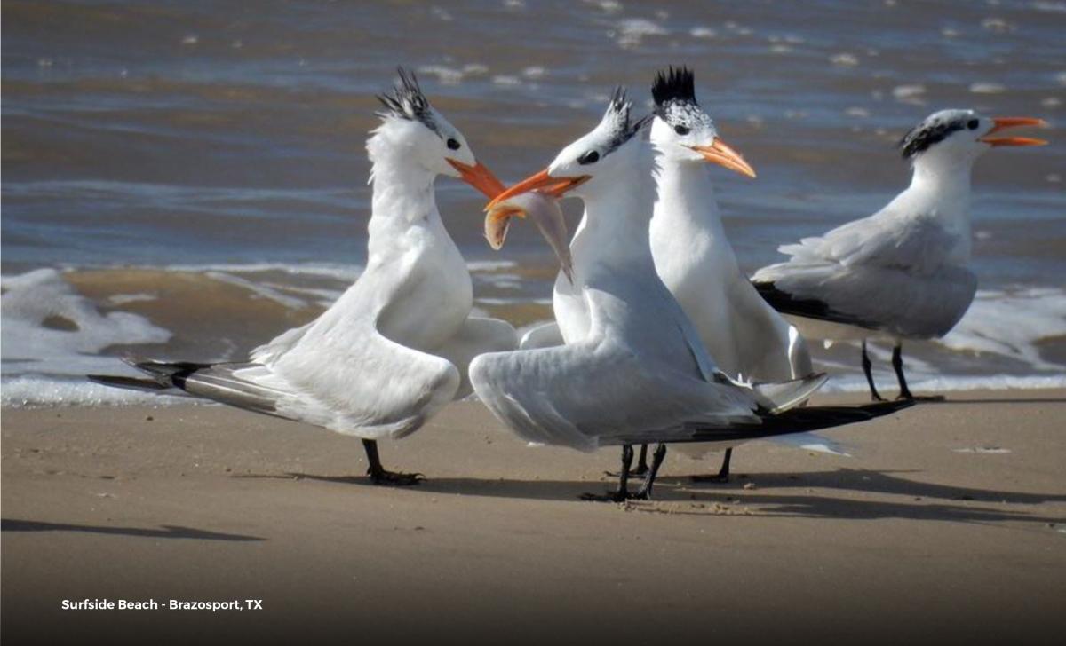 Around Houston - Birding - Brazosport