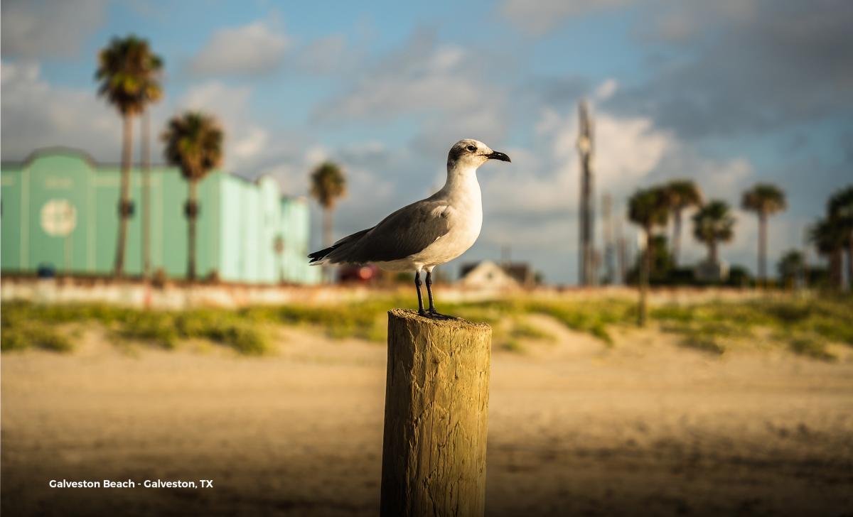 Around Houston - Birding - Galveston