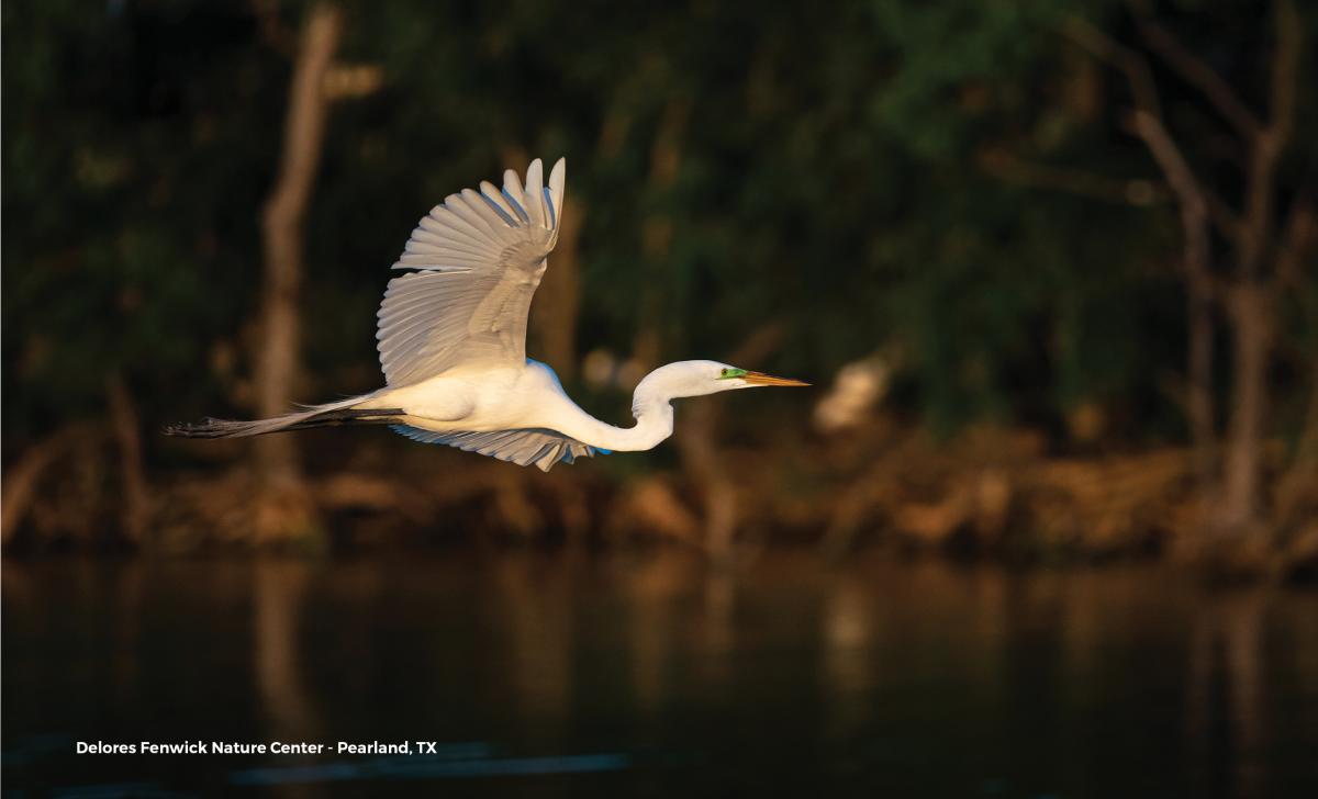 Around Houston - Birding - Pearland