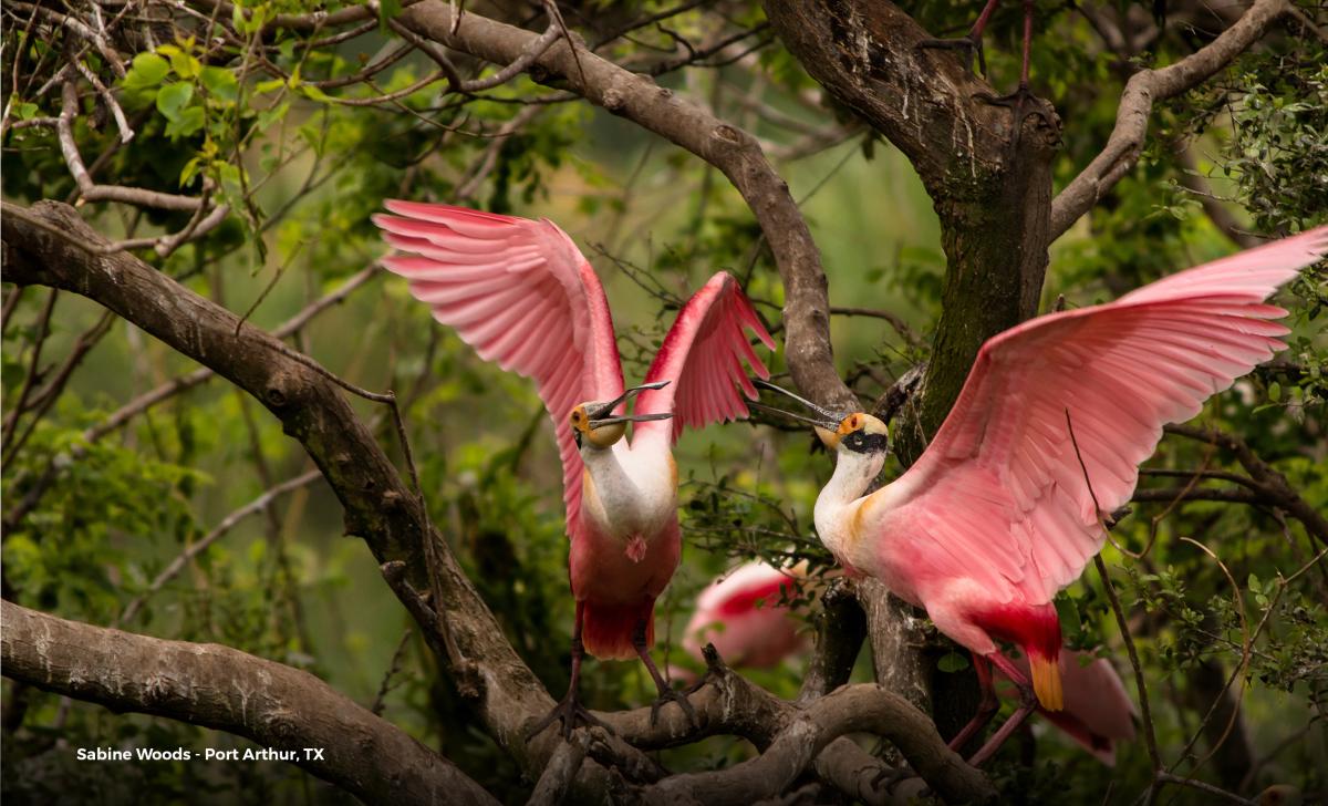 Around Houston - Birding - Port Arthur