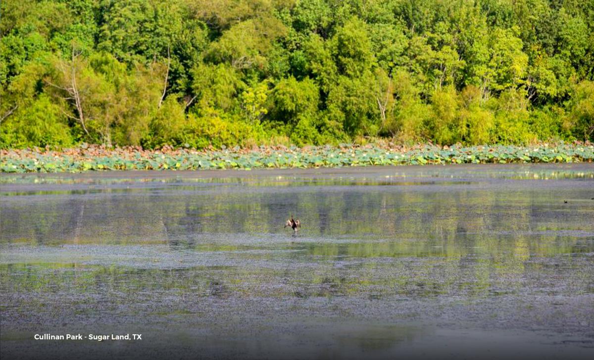 Around Houston - Birding - Sugar Land