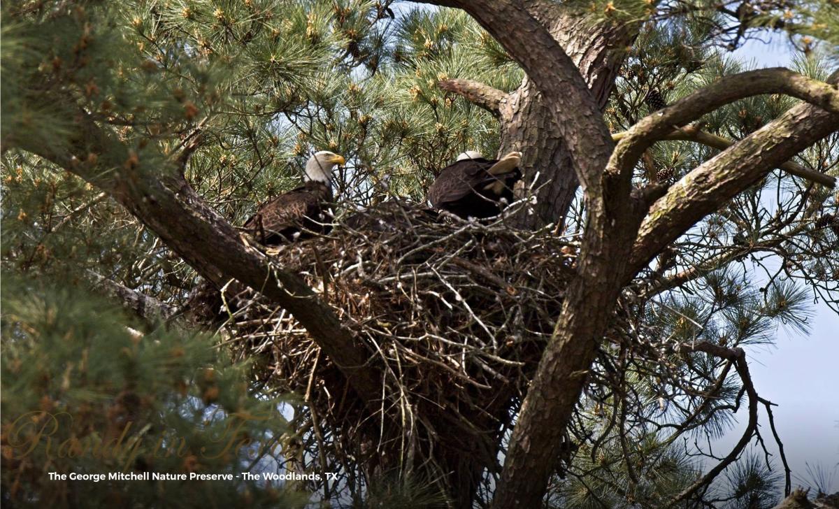 Around Houston - Birding - Woodlands