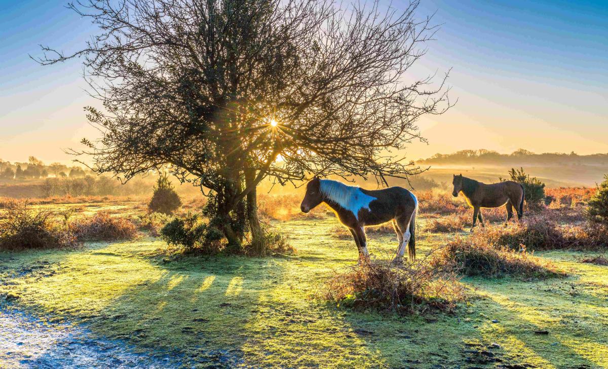 Ponies at sunrise standing by bare tree in the winter in the New Forest - Wildlife walks