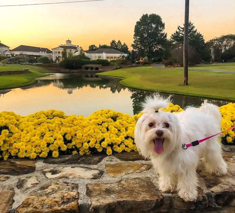 Huntsville Botanical Garden with dog