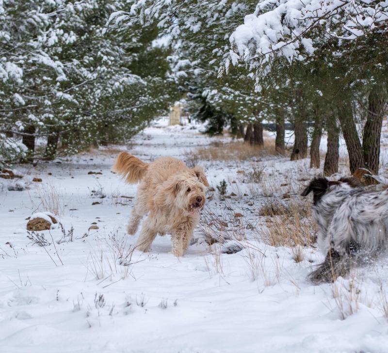 snow dogs
