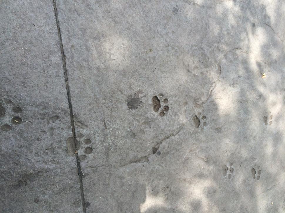 Animal Prints at Cincinnati Zoo (photo: Shannan Boyer)