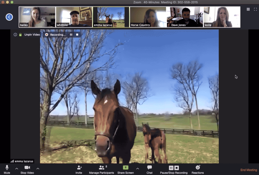 Horse shaking it's head on a Zoom Conference screen.