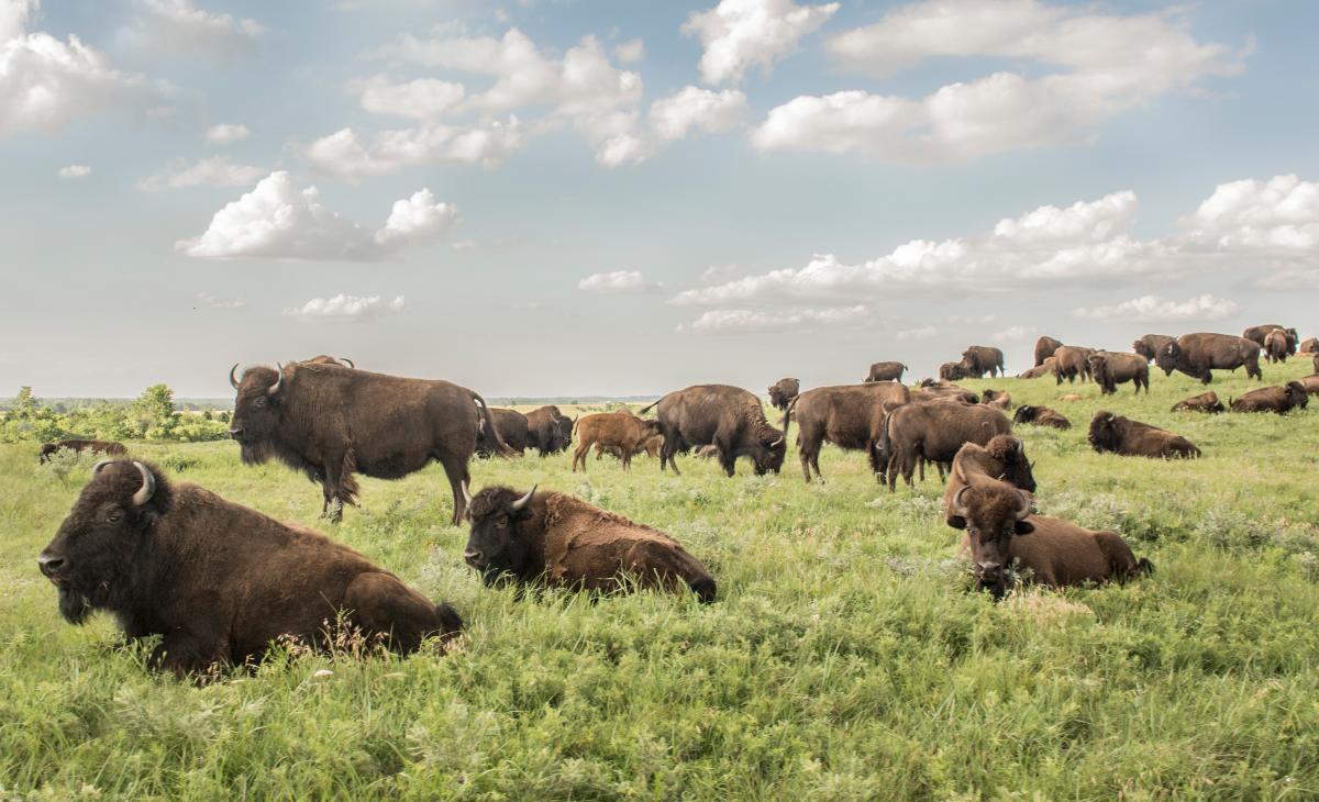 a herd of bison in a green pasture