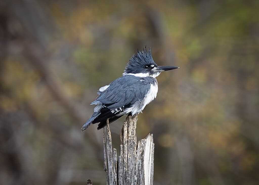Belted Kingfisher by Branka Clemens