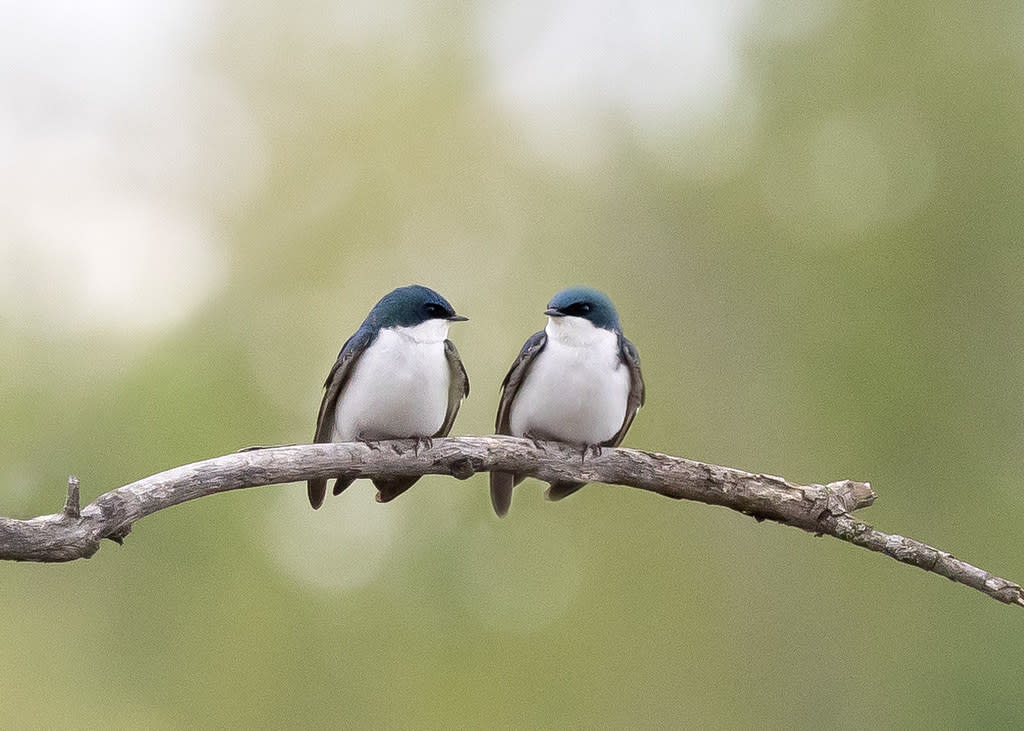 Tree Swallows by Branka Clemens
