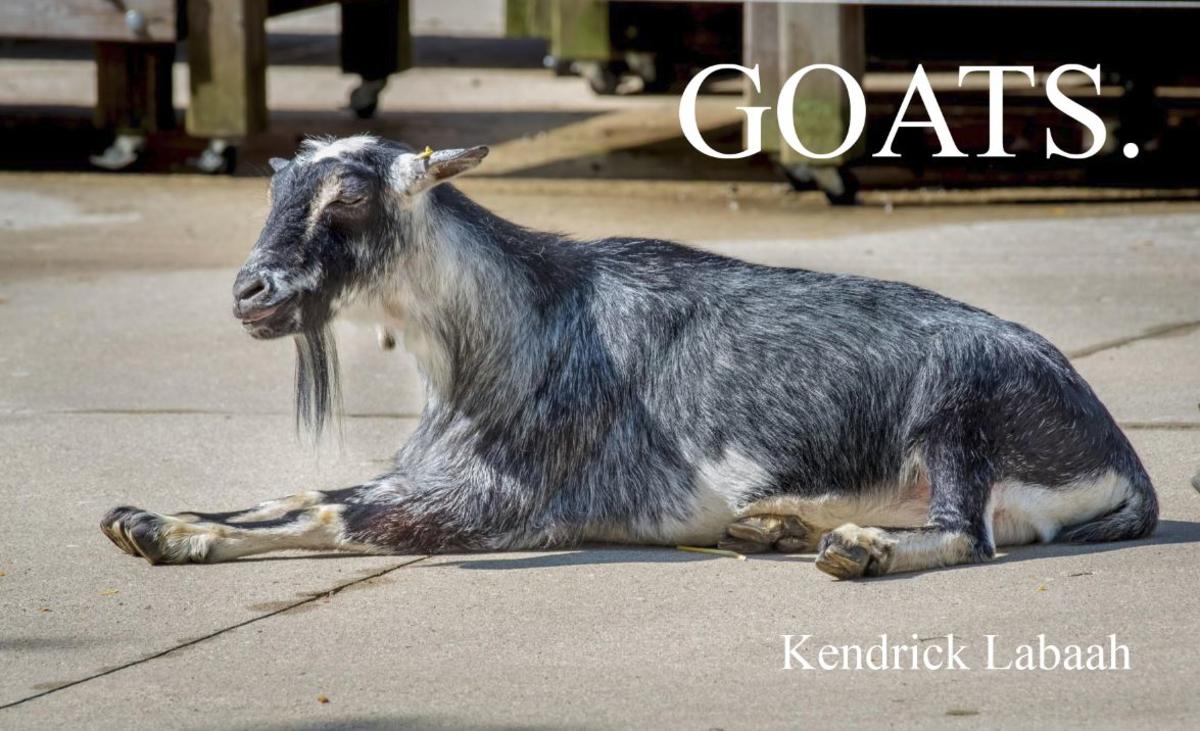 Goat 2