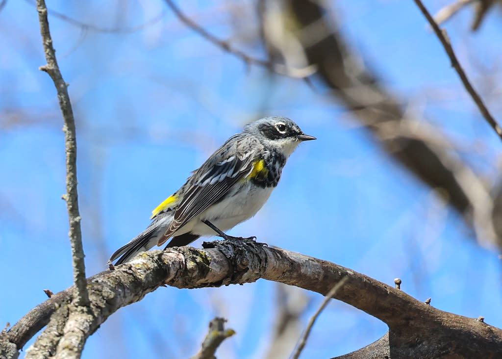 Yellow-rumped Myrtle Warbler by Branka Clemens
