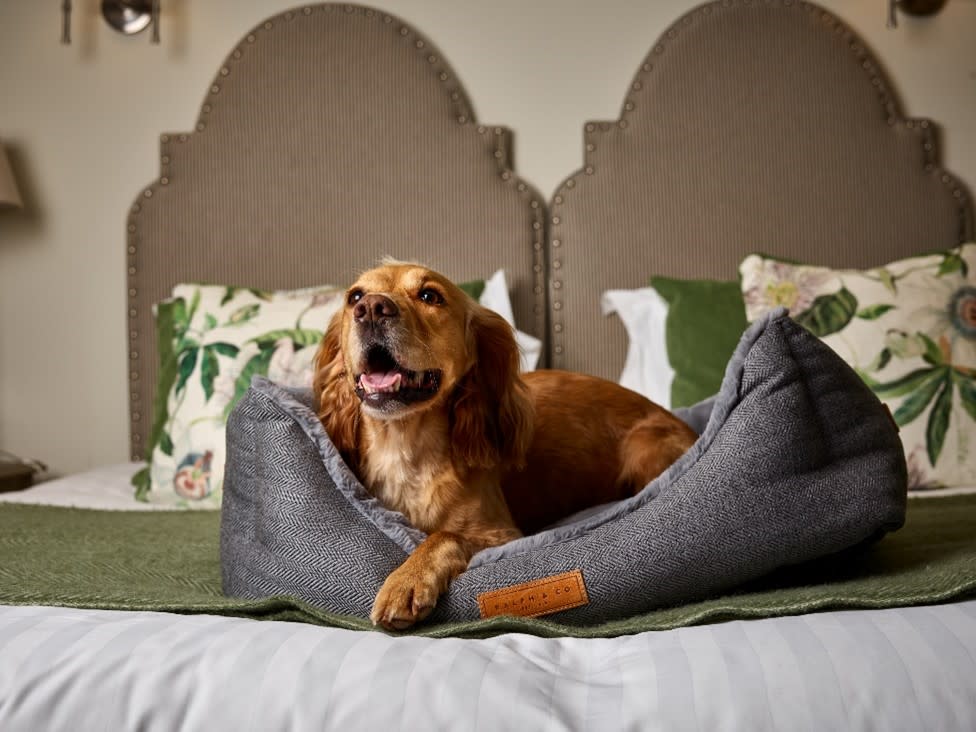 Montagu Arms - Dog on bed