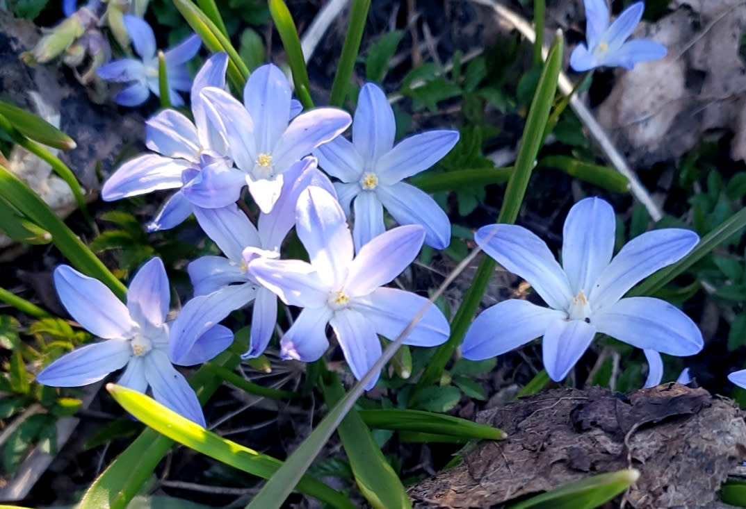 blue five petal small flowers