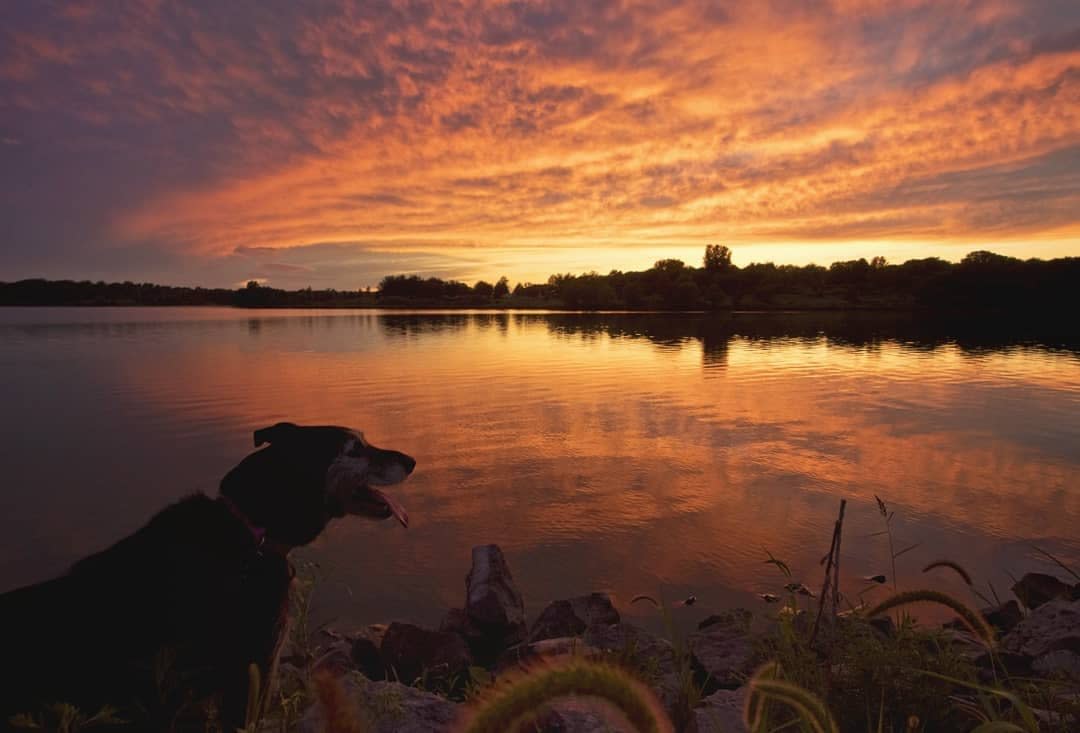 dog at lake