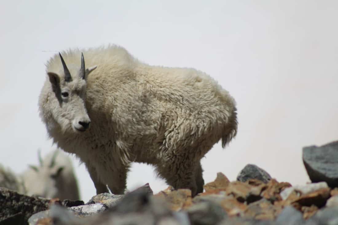 Mountain Goat