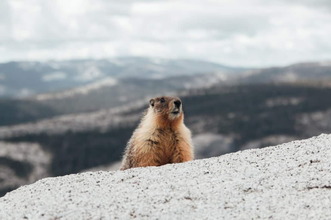 Marmot