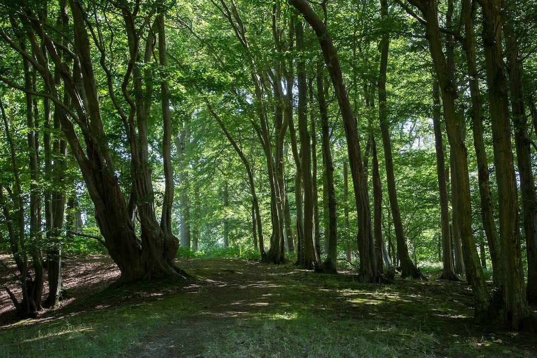 Forest Bathing, The Spread Eagle Hotel