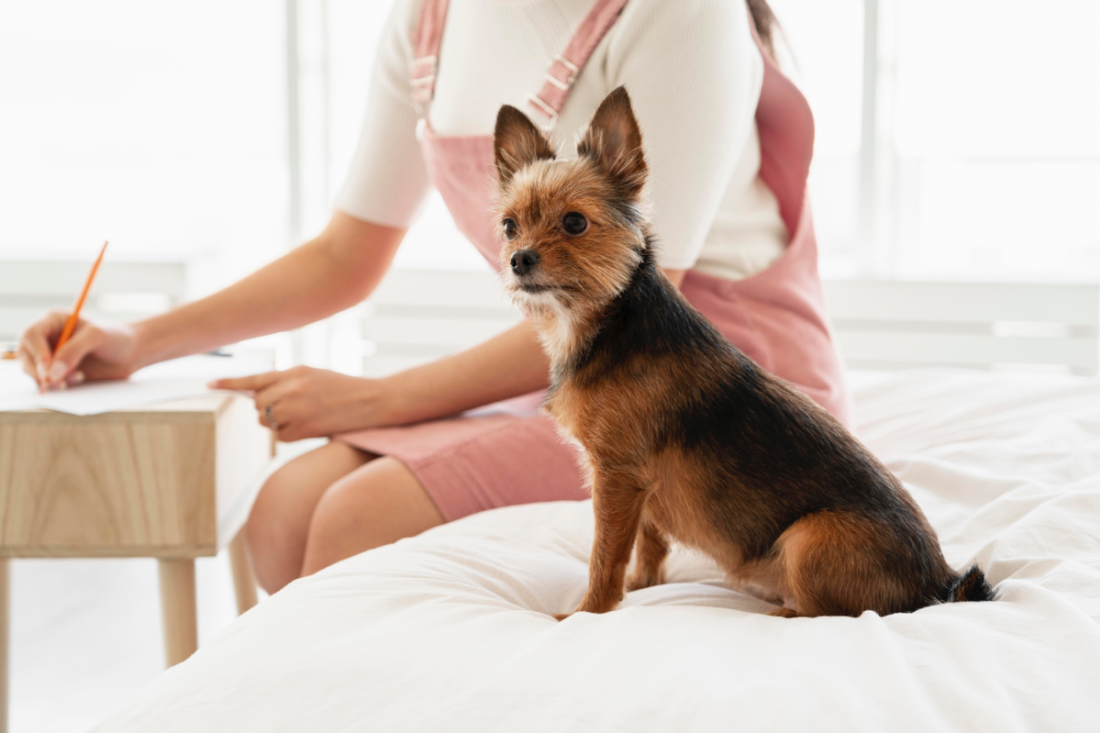 Pet-friendly hotel in Houston