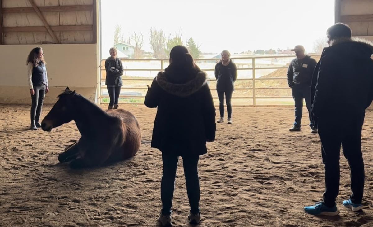 Leadership Development with Horses