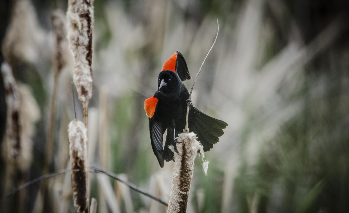 Red Winged Blackbird at Rio Fernando Park