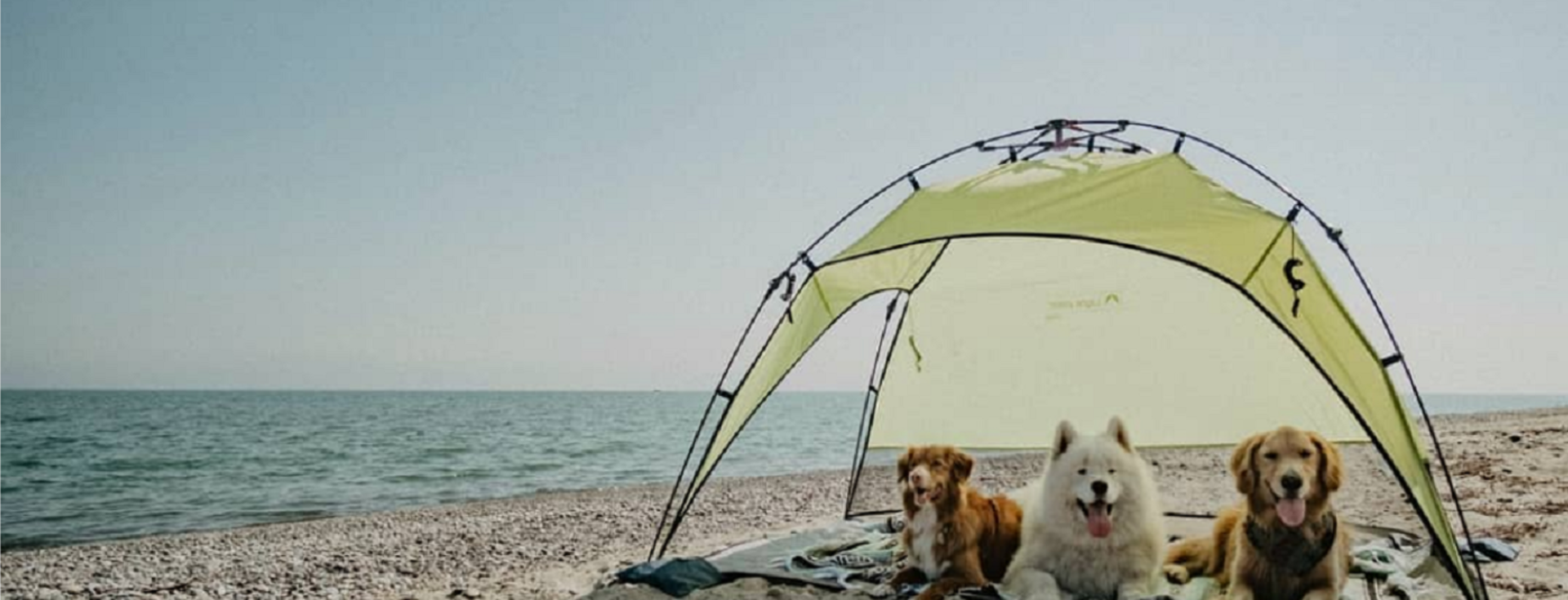 Dog hot sale beach tent