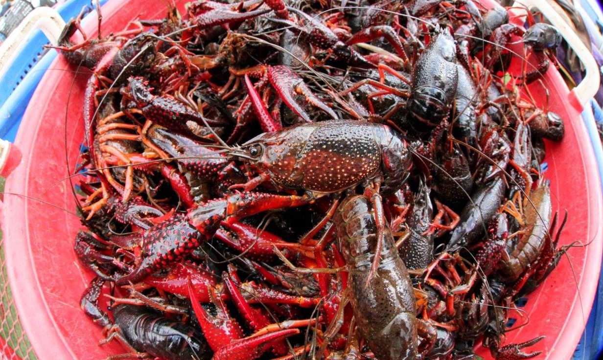 Live Crawfish