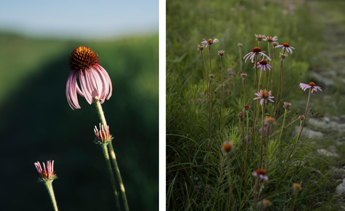 two images of purple clone flowers. The first image is of one cone flower, the second image is a cluster of the coneflowers.