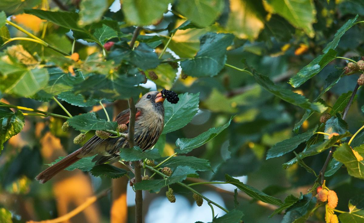 Photo Credit: Northern Cardinal by C. Denise Maples/Audubon Photography Awards