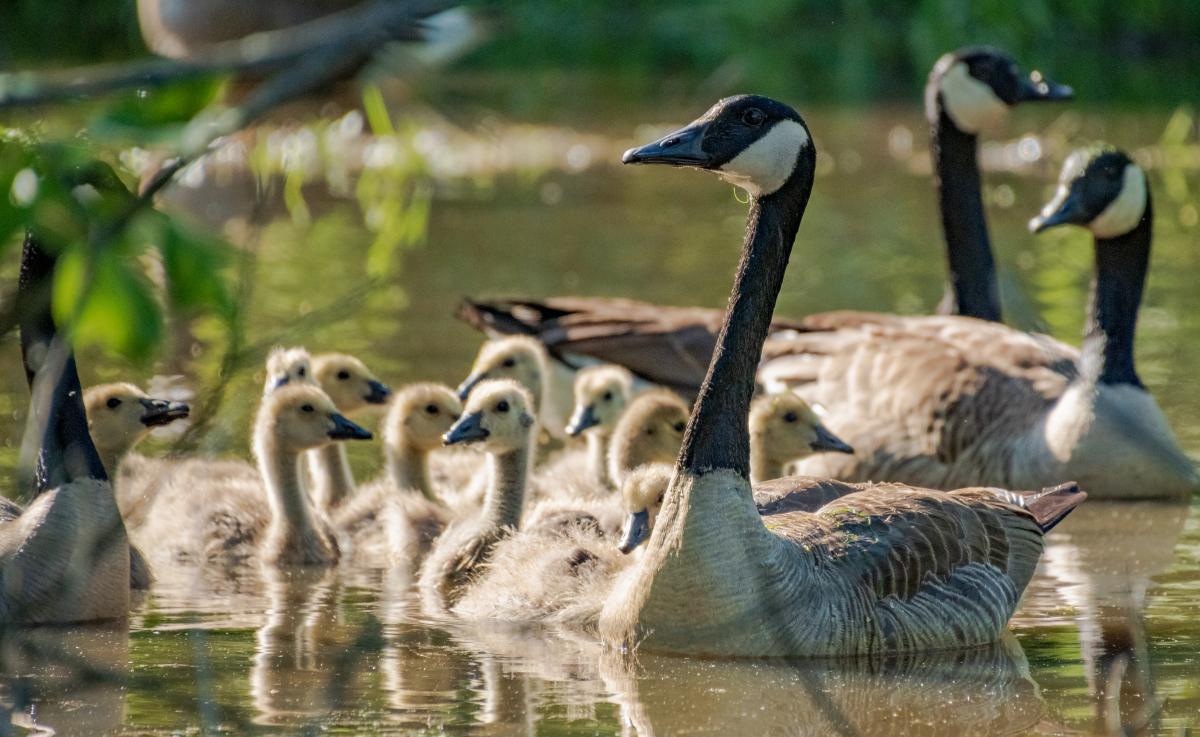 Photo Credit: Canada Geese by Zoe Harman/Audubon Photography Awards