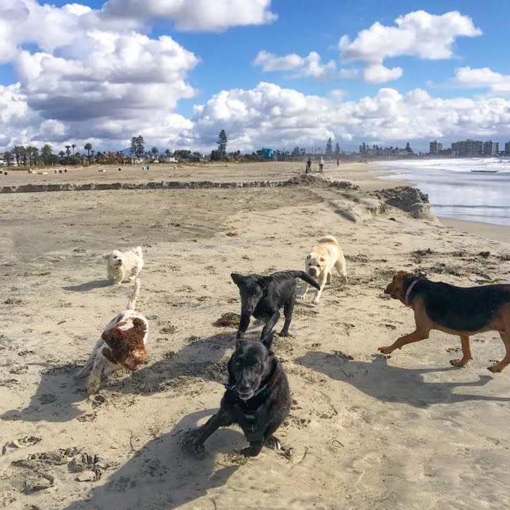 Coronado Beach Dog Park
