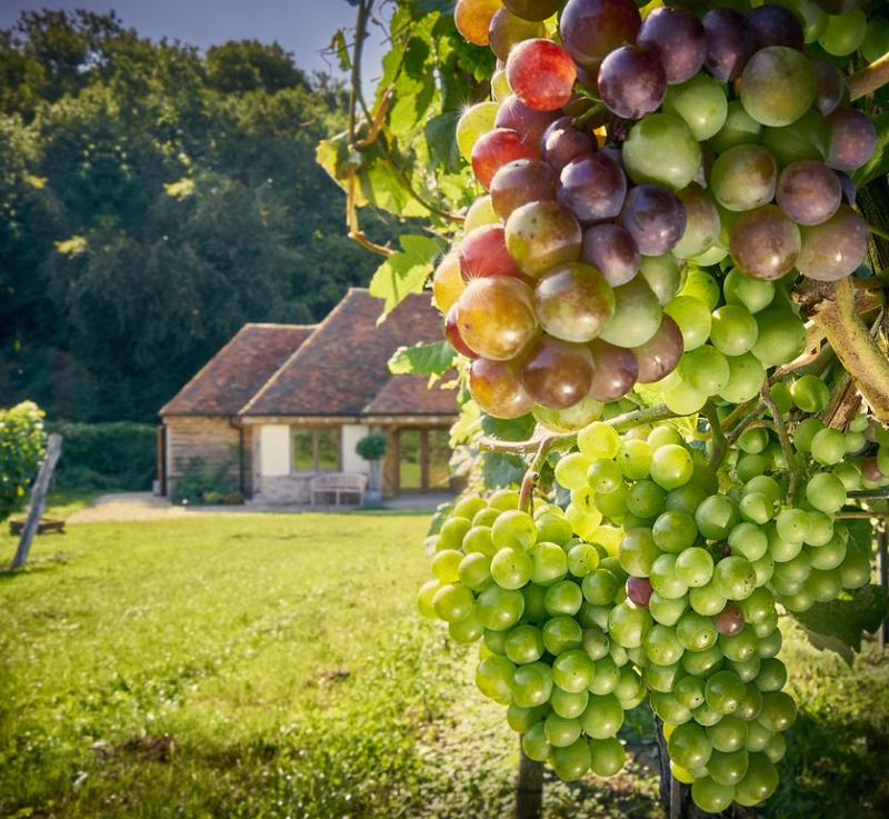 Close up of green and red grapes growing at Wiston Estate vineyard, with a barn building in the background