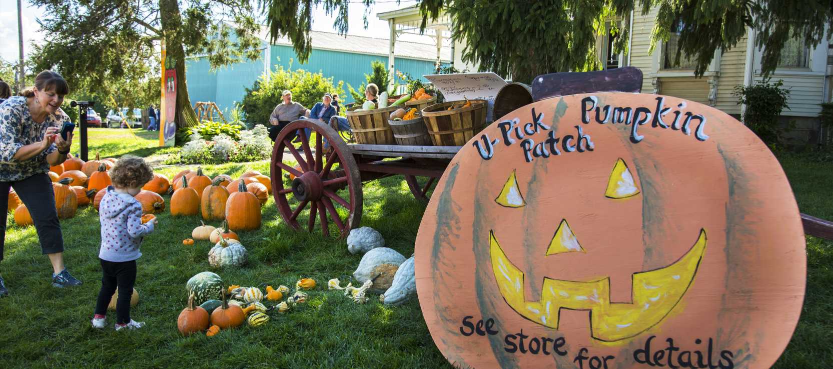 Alber's Pumpkin Patch