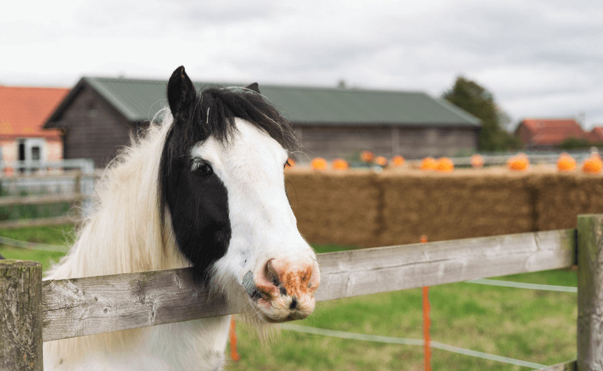 An image of a horse in a paddok at Bransby Horses in Lincoln