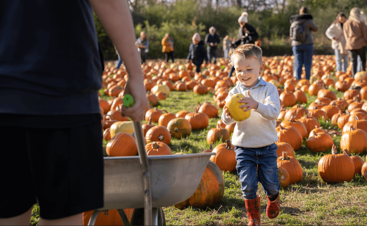 child picking out a pumpkin from a garden patch