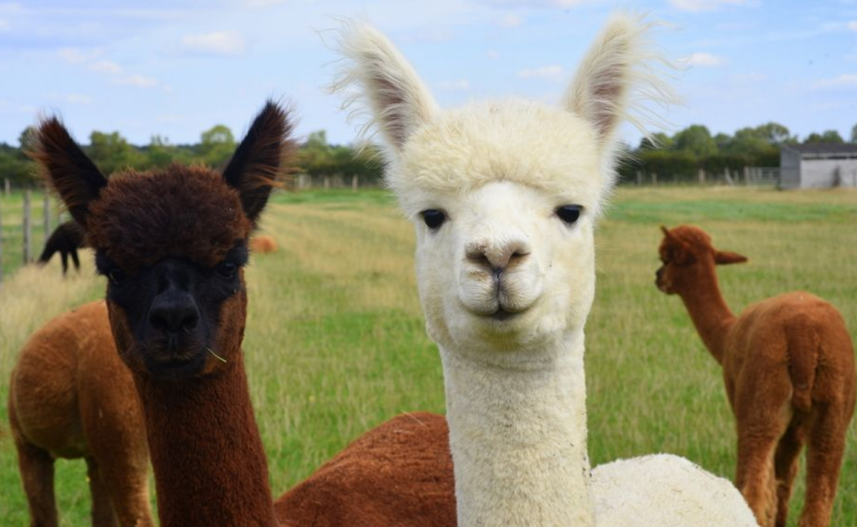 two alpacas looking at the camera