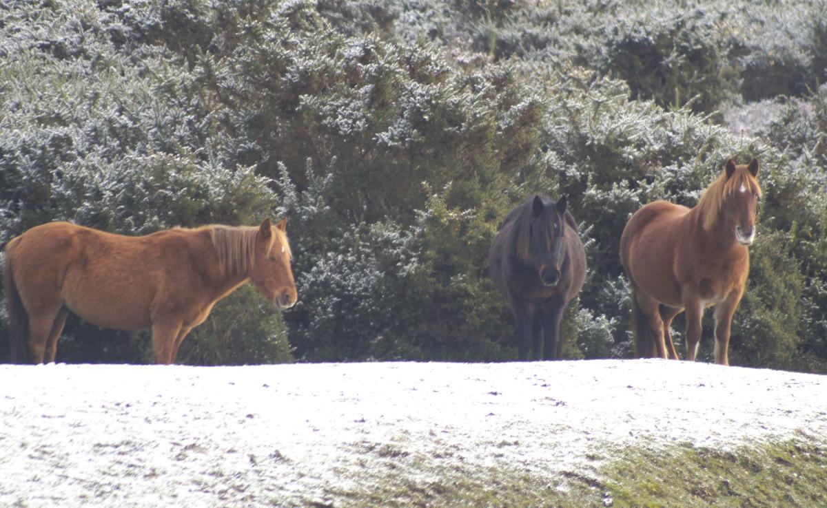 Three ponies standing in the snow in the New Forest - Explore