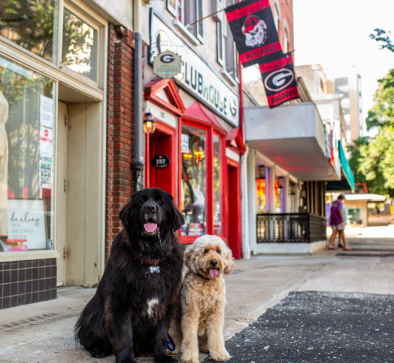 Dog Shopping Downtown
